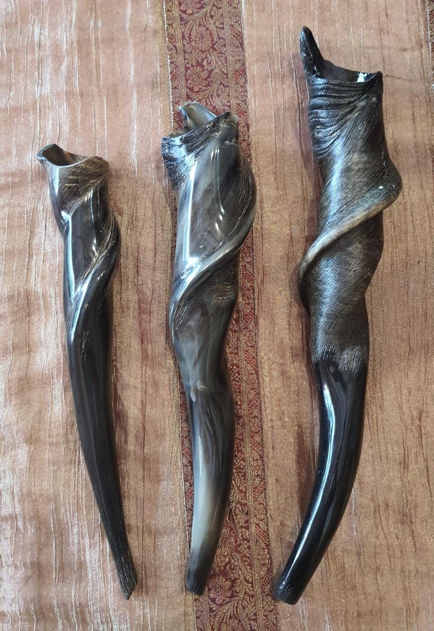 Eland Shofars Shalom Shofars