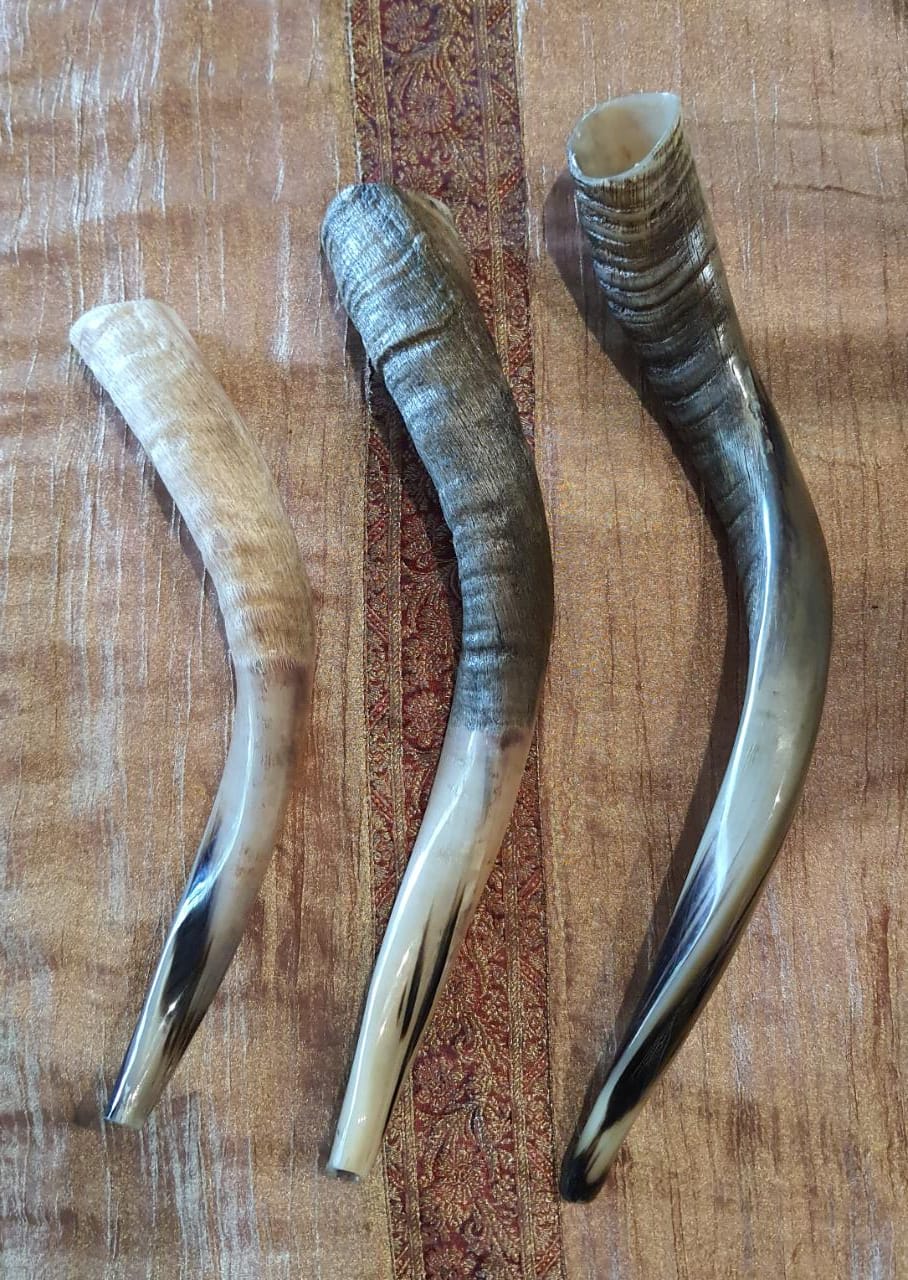 Nyala Shofars Shalom Shofars